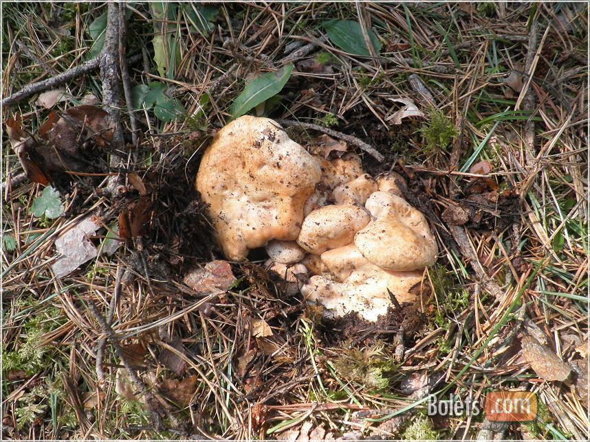 Buscant rovellons, una flor de rovellons